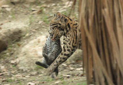 La cucciola di Ocelot fa conquiste